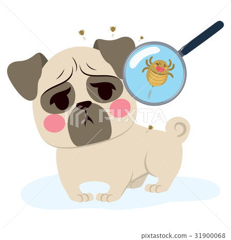 Dog Parasite Infection 31900068