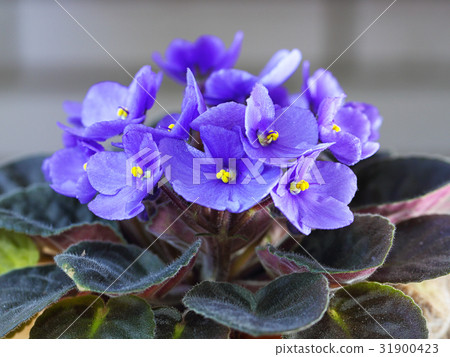 Violet Saintpaulias flowers Violet Saintpaulias flowers 31900423
