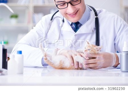 Cat visiting vet for regular check up Cat visiting vet for regular check up 31902230
