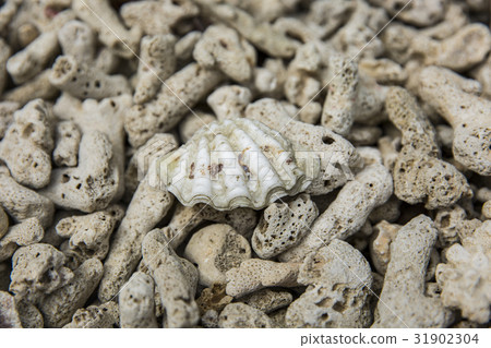 interesting texture from a closeup of coral rock interesting texture from a closeup of coral rock 31902304