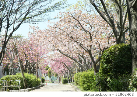 在Odaka廢墟公園的雙重櫻花 31902408