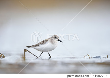 可愛的小鎮 31902705