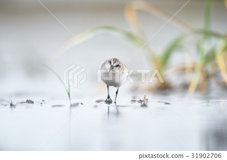 可愛的小鎮 可愛的小鎮 31902706