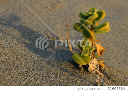 Flower plant in the desert, National Park Llanos 31902884