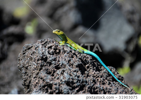 Green lizard on lava rocks, Conguillio National 31903075