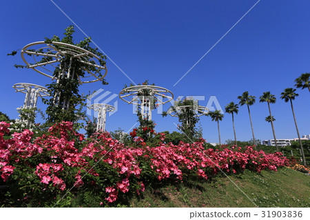 A rose garden in Osaka 31903836