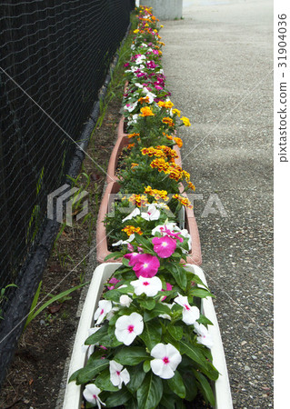 Planting of planters Planting of planters 31904036