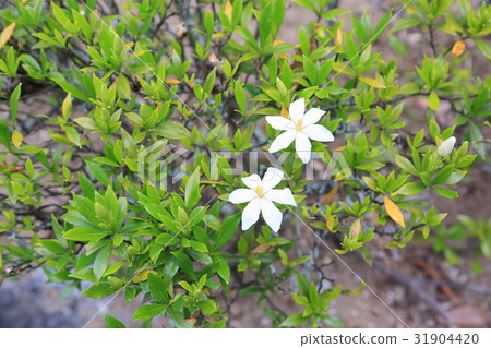 梨樹的花 梨樹的花 31904420