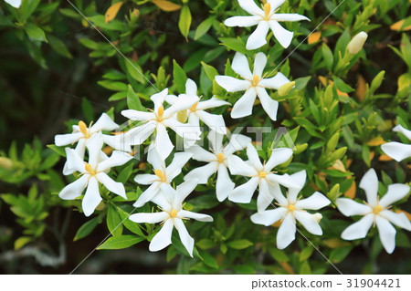 Flower of the pear tree 31904421