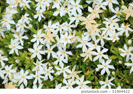 梨樹的花 梨樹的花 31904422