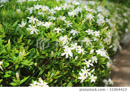梨樹的花 31904423