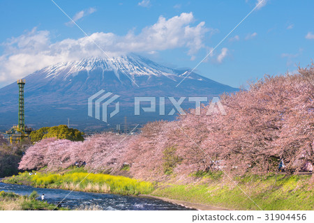 Mt.Fuji with Cherry Blossom along riverside  31904456