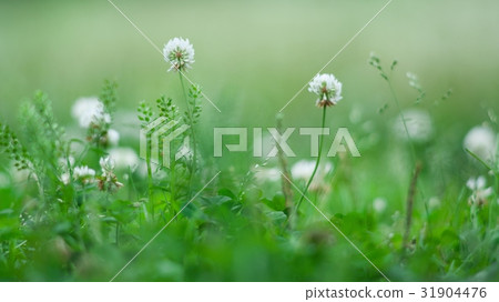 White clam squirrel blooms White clam squirrel blooms 31904476