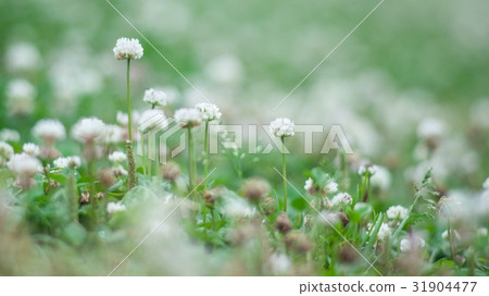White clam squirrel blooms 31904477