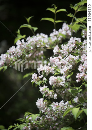 Taniugi's flower Taniugi's flower 31904520