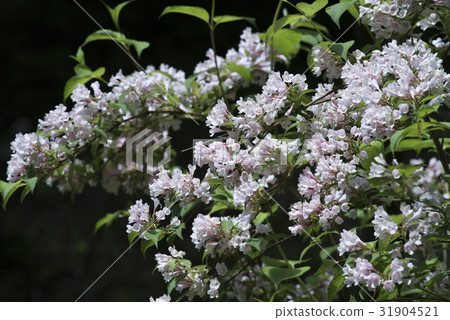 Taniugi's flower Taniugi's flower 31904521