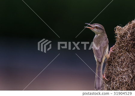 Plain prinia (Prinia inornata) Bird Plain prinia (Prinia inornata) Bird 31904529