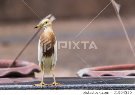 Javan pond heron (Ardeola speciosa) Bird Javan pond heron (Ardeola speciosa) Bird 31904530