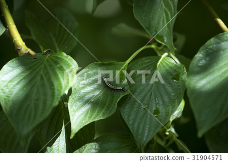 Caterpillar with dark green leaves 31904571