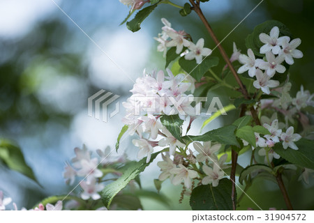 Taniutsugi flower with high key 31904572