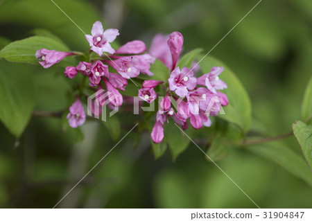 Weigela 31904847