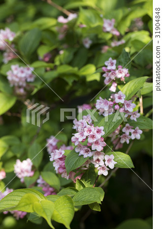 Weigela 31904848