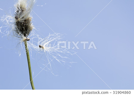 白毛羊鬍子草 31904860