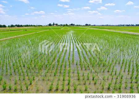 Paddy field in June Rainy season b Align from front to back Paddy field in June Rainy season b Align from front to back 31908936