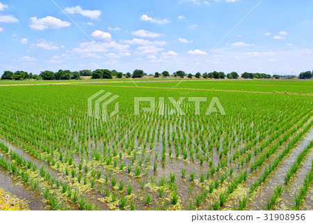 雨季的雨季在雨季的對角線上養稻田 31908956