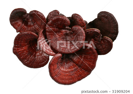 Gongji mushroom Gongji mushroom 31909204