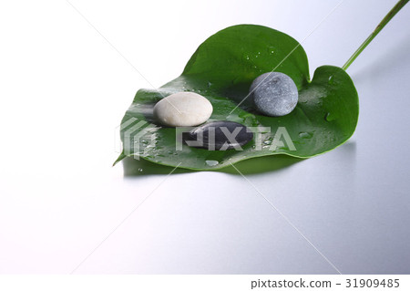 stone, rock, leaf 31909485