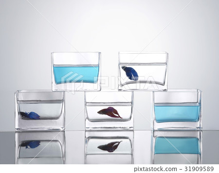 goldfish goldfish 31909589