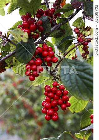 五味子 五味子 31909702