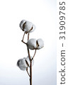 cotton 31909785