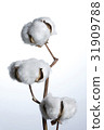 cotton 31909788