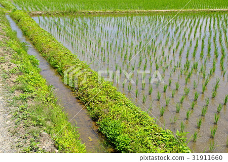 Paddy field trail and water canal in June Paddy field trail and water canal in June 31911660