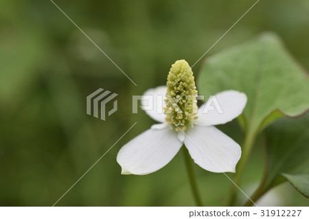 houttuynia cordata, chameleon plant, flower 31912227