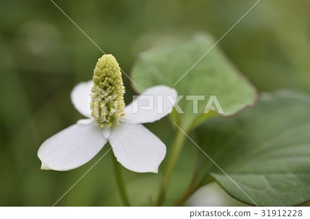 Hokkaido Hokkaido 31912228