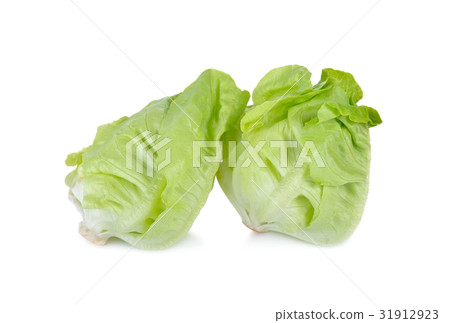 fresh butterhead lettuce on white background fresh butterhead lettuce on white background 31912923