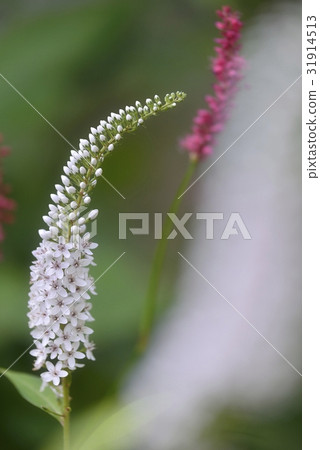 Tranoio過去的模糊 Tranoio過去的模糊 31914513