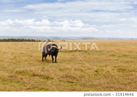 buffalo bull grazing in savannah at africa 31914648
