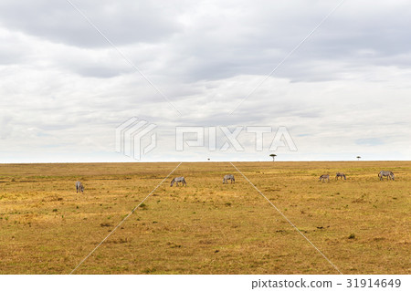 zebras grazing in savannah at africa 31914649