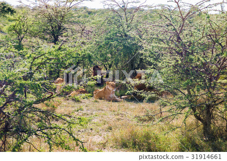 pride of lions resting in savannah at africa pride of lions resting in savannah at africa 31914661