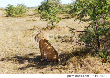 lioness hunting in savannah at africa lioness hunting in savannah at africa 31914662