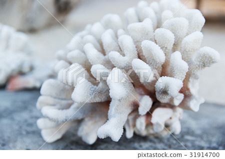 hard stony coral 31914700