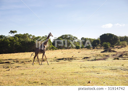 giraffe walking along savannah at africa giraffe walking along savannah at africa 31914742