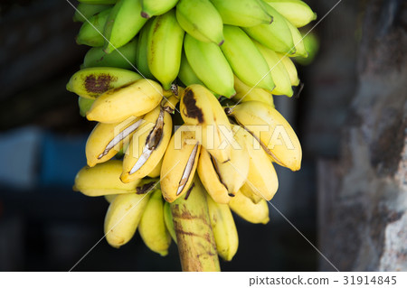 bunch of green bananas at street market bunch of green bananas at street market 31914845
