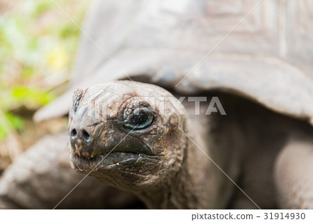 close up of giant tortoise outdoors close up of giant tortoise outdoors 31914930