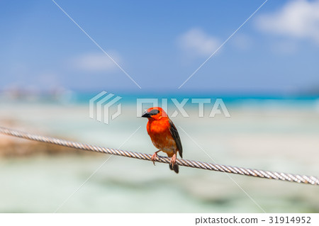 red fody sitting on rope at seaside red fody sitting on rope at seaside 31914952