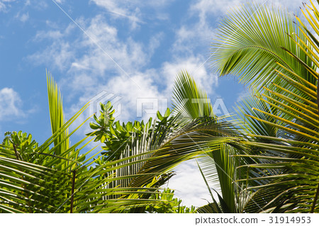 palm trees over blue sky palm trees over blue sky 31914953